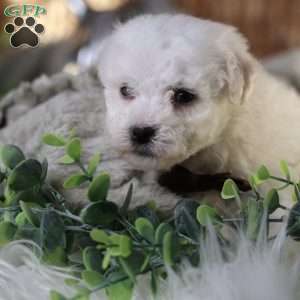 Tiny-Nicolas, Bichon Frise Puppy